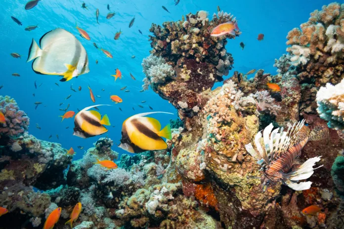 Coral Reef with Tropical Fishes, Red Sea, Egypt