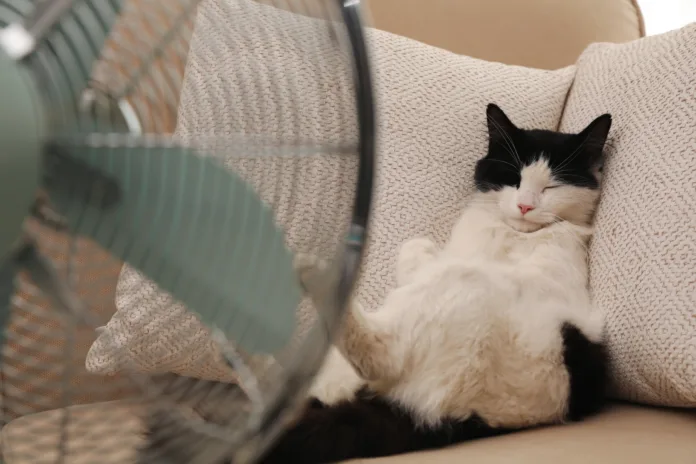 Cute fluffy cat enjoying air flow from fan on sofa indoors. Summer heat