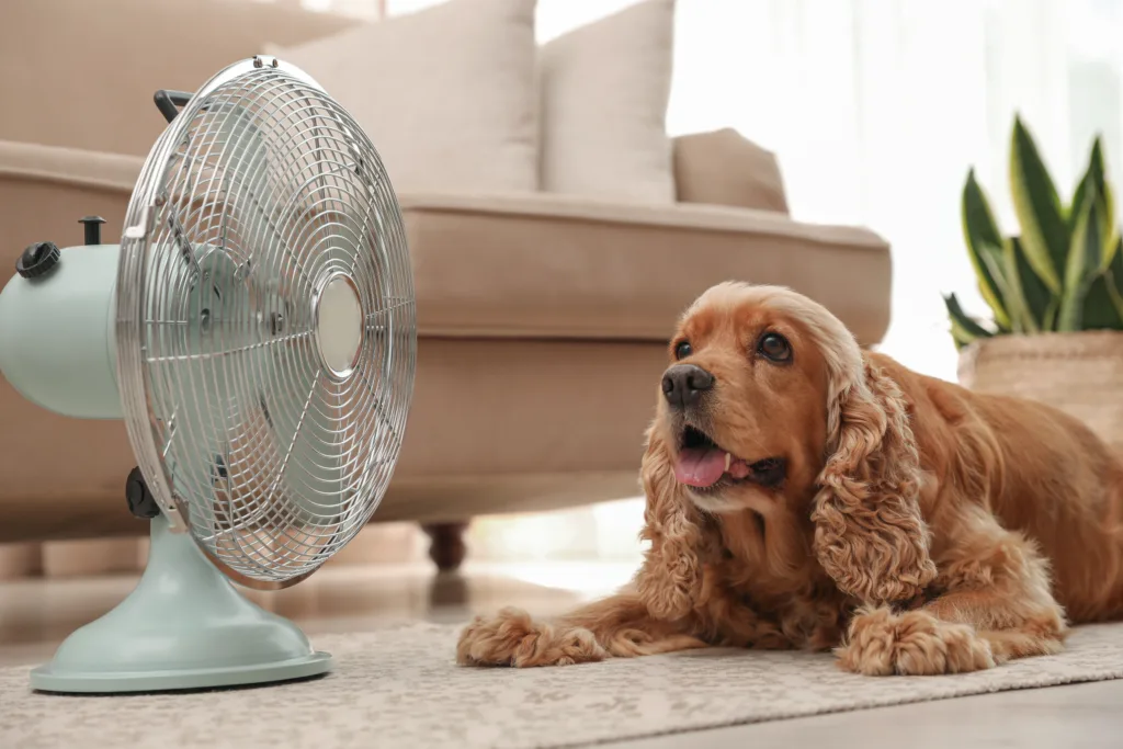 English Cocker Spaniel enjoying air flow from fan on floor indoors. Summer heat