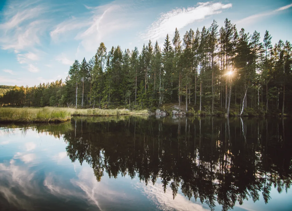 Forest by a lake side by Nordmarka in Oslo, Norway.