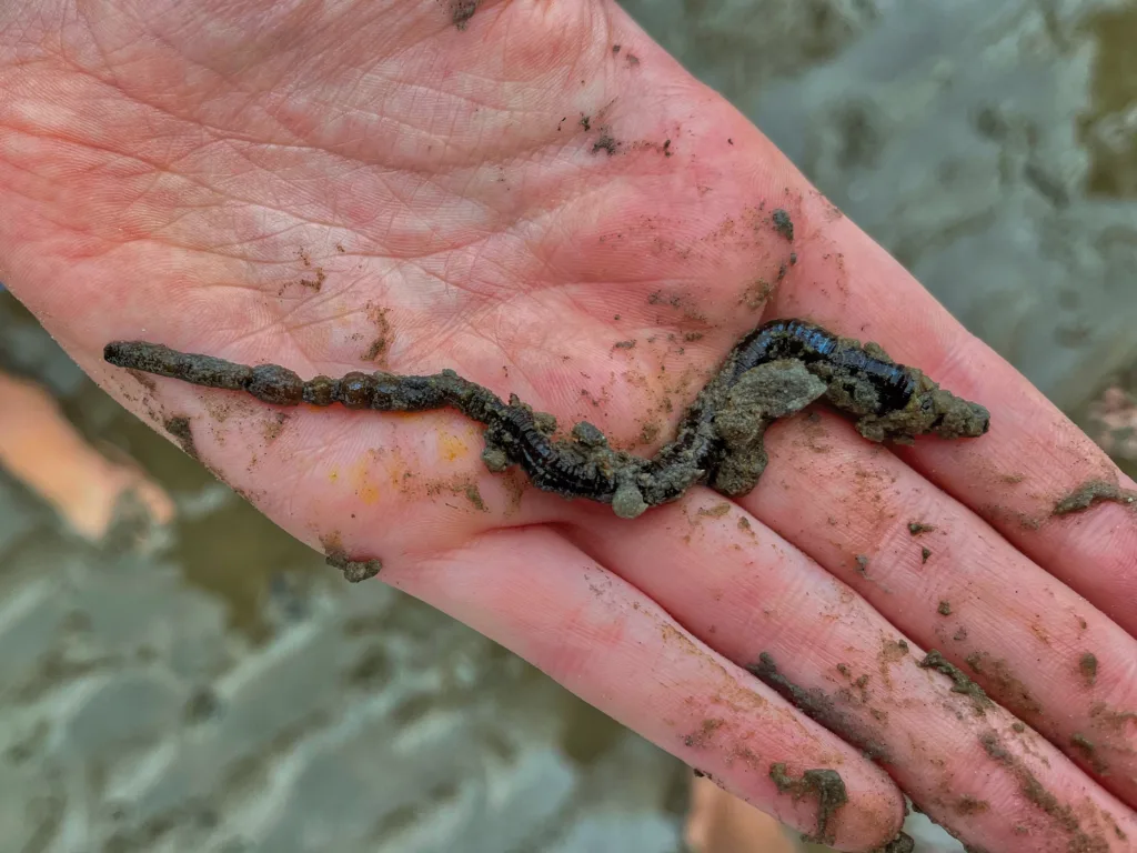 Germany, Pellworm, June 2022, Lugworm on hand