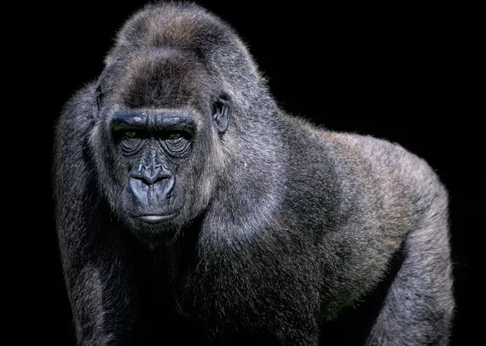 gorilla, western lowland gorilla, primate