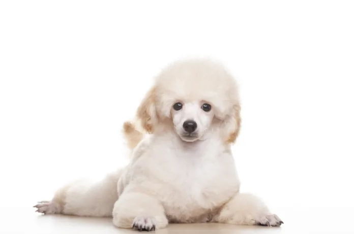 image of dog white background