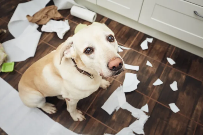 Naughty labrador retriever alone at home. Guilty look of dog after he broke plate and tore rolls of paper."n