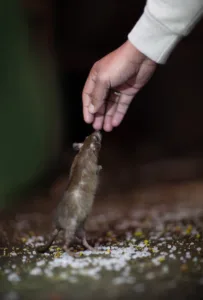 Offering food for holy rats at famous Karni Mata Temple in Deshnoke, Rajasthan state of India. It is also known as the Temple of Rats.