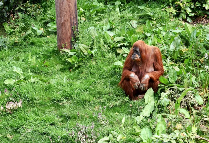 orangutan, monkey, animal