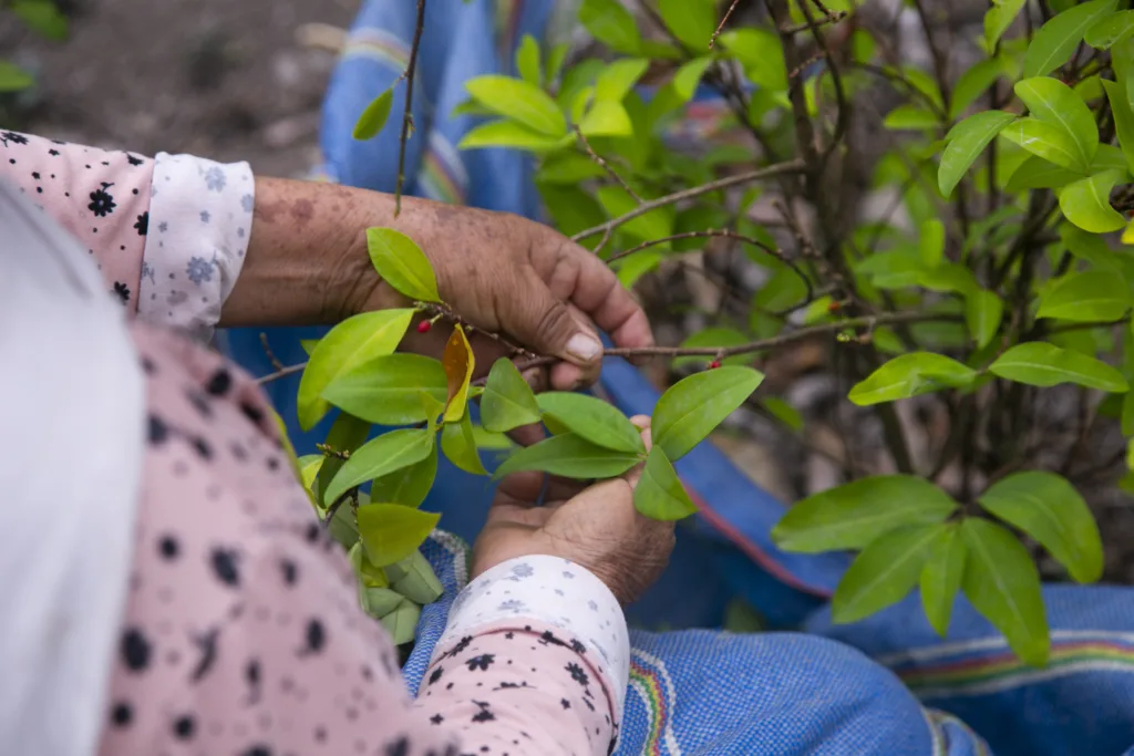 Organic plantation of coca plants in the Peruvian jungle. Farmer collecting coca leaves.