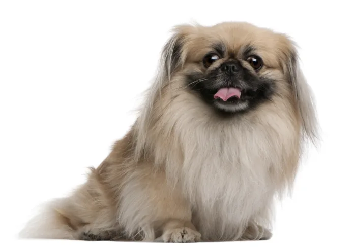 Pekingese, 7 years old, sitting in front of white background