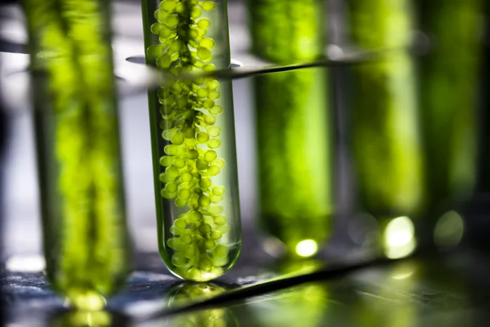 Photobioreactor in lab algae fuel biofuel industry, Algae fuel, Algae research in industrial laboratories