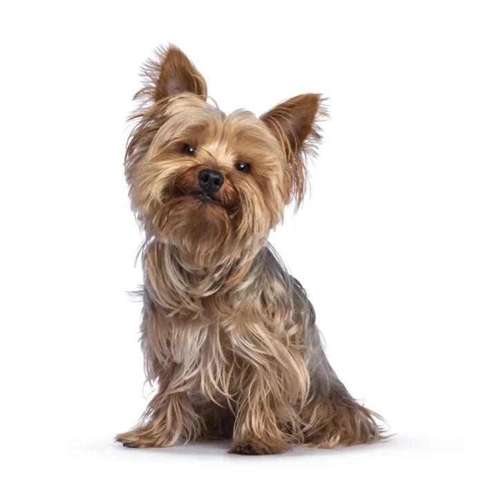 Scruffy adult blue gold Yorkshire terrier dog, sitting up facing front Looking towards camera and smiling. Isolated on a white background.