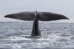 sperm whale his tail above the water when the water immersion