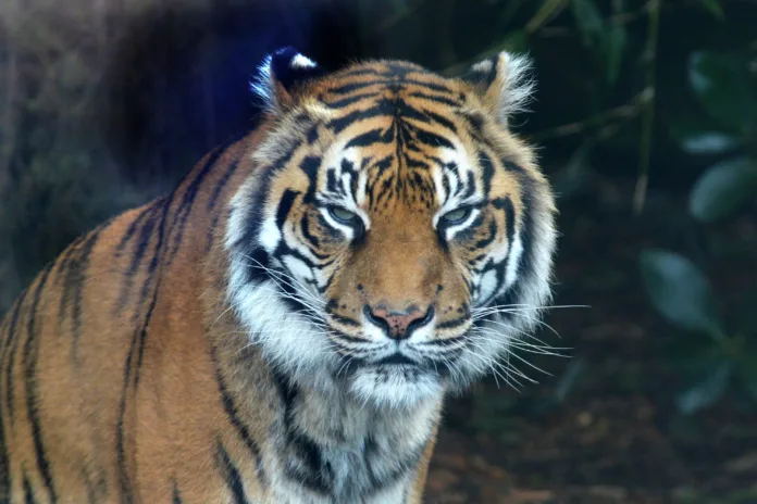 Sumatran tiger face looking a the camera.The tiger is endangered animal primarily due to the palm oil plantations as Sumatra Island has lost 85 percent of its forests in the last half-century.