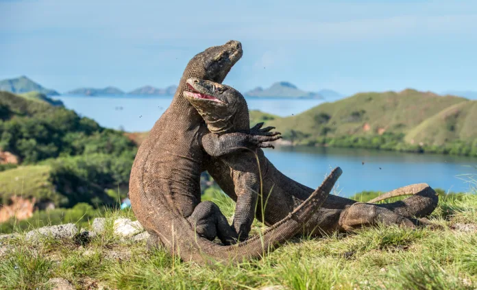 The Fighting Komodo dragons(Varanus komodoensis) for domination. It is the biggest living lizard in the world. Island Rinca. Indonesia.