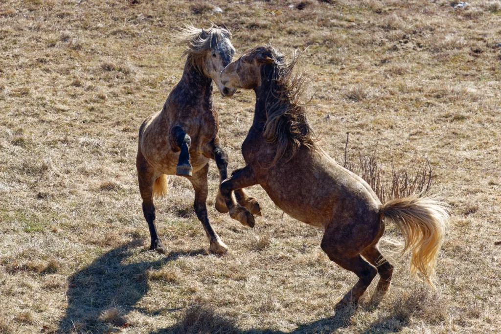 Wild horses playing. Animal and wildlife.