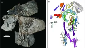 Benggwigwishingasuchus eremicarminis