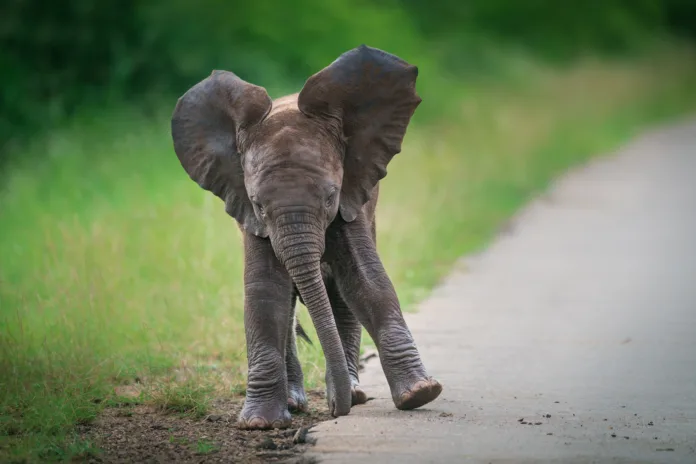 A baby elephant dancing at the side of the tar road in Kruger National Park.