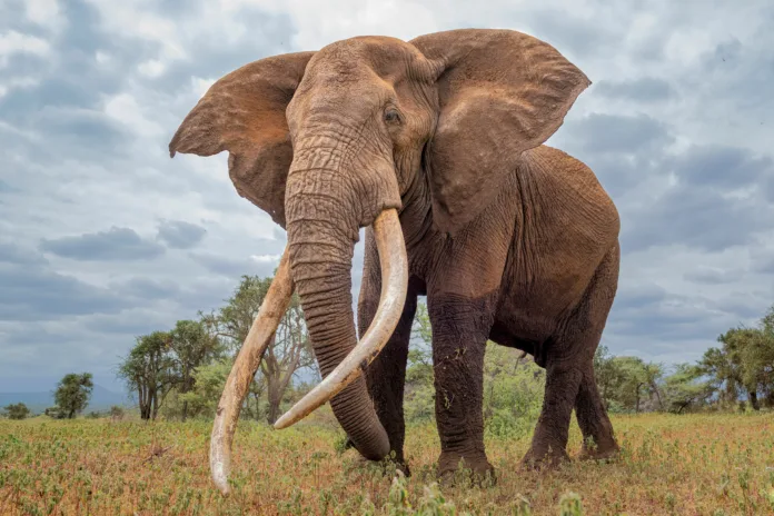 A Big tusker Craig in Amboseli, Kenya with a clouded sky in the background