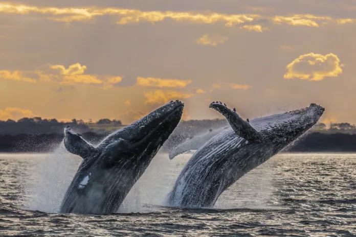 A duo of humpback whales breach at sunset, off the coast of Port Stephens, New South Wales Australia.