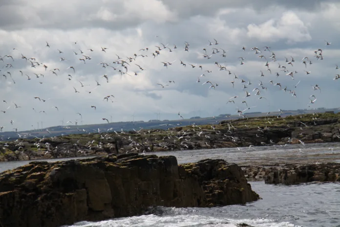 A Flock of Arctic Tern Seabirds Preparing for Migration.