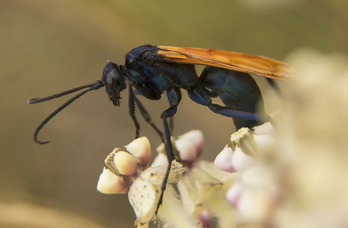 A Tarantula Hawk perches on a milkweed.