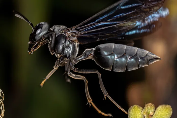 Adult Female Warrior Wasp of the Genus Synoeca