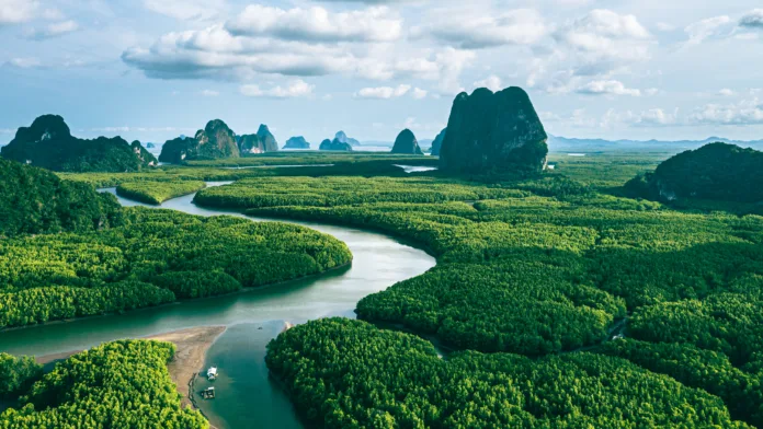 Aerial view of river in the green mangroves forestand and limestone hill in Phang nga bay, Thailand.