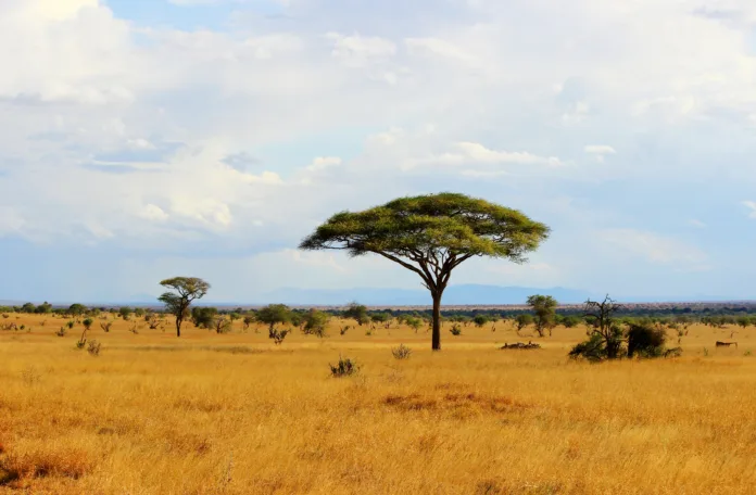 African savannah landscape in Tsavo East National Park, Kenya