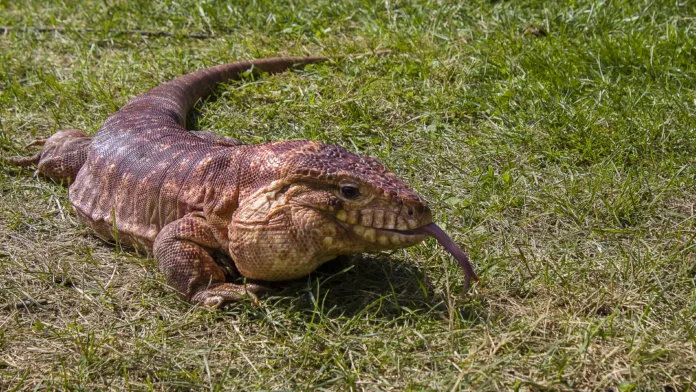 An Argentine Tegu sticks its tongue out on a hot day in July