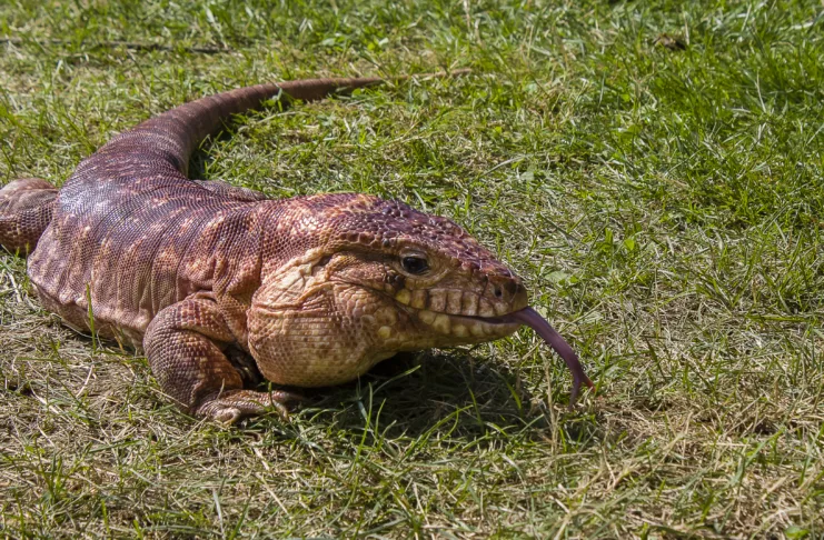 An Argentine Tegu sticks its tongue out on a hot day in July