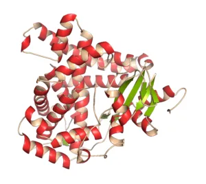 Aromatase (estrogen synthase) enzyme. Protein responsible for the key step in the synthesis of estrogens. 3D illustration.