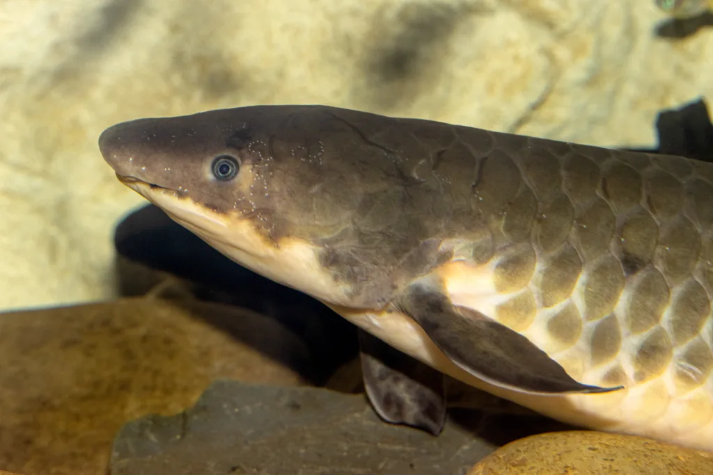 Australian or Queensland Lungfish in aquarium