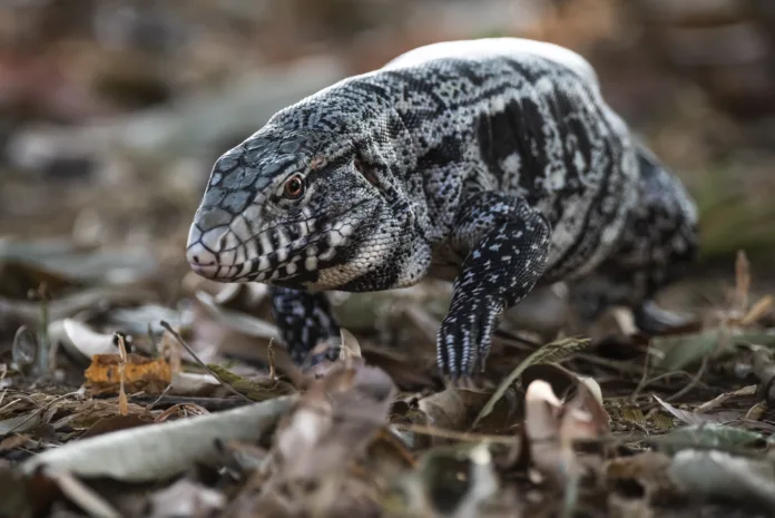 Black and white Tegu Lizard,Tupinambis merianae,Pantanal,Brazil