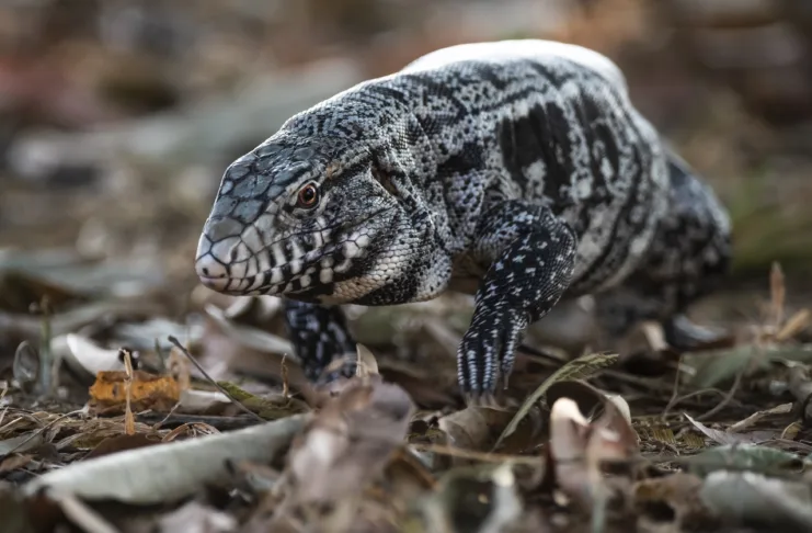 Black and white Tegu Lizard,Tupinambis merianae,Pantanal,Brazil