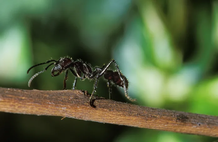 Bullet Ant, paraponera clavata, Costa Rica