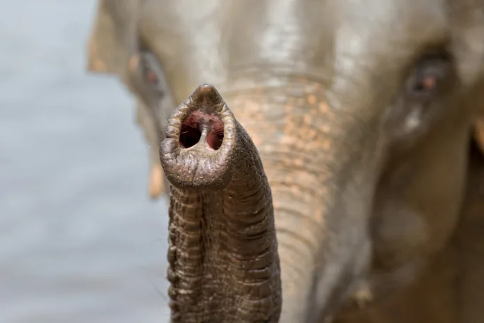 Close up of elephant's trunk. Animal standing in water in Sri Lanka