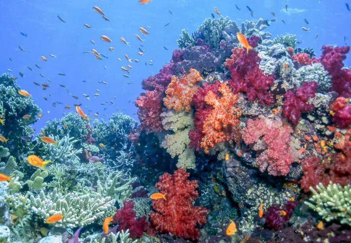 Coral reef in South Pacific