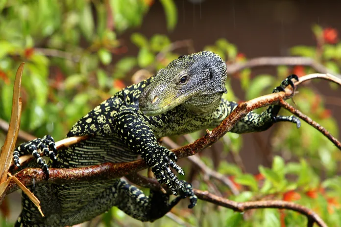 Crocodile monitor, varanus salvadorii, Adult perched in Tree