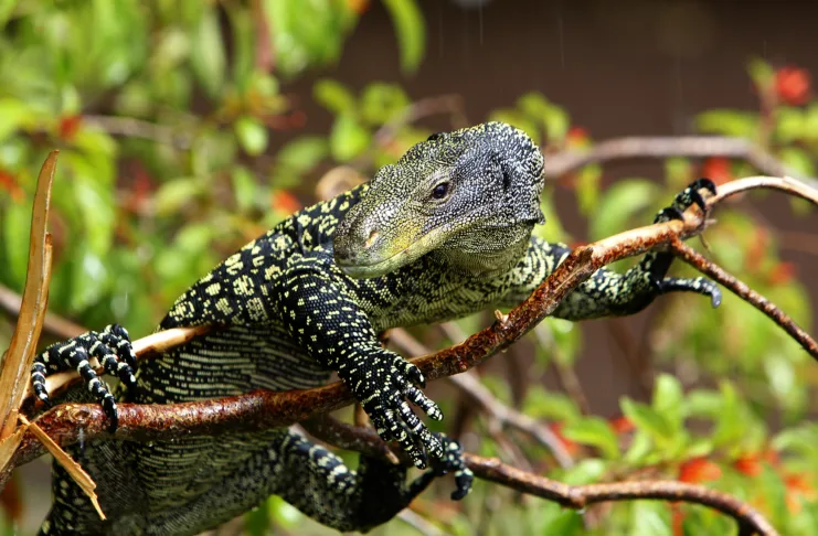 Crocodile monitor, varanus salvadorii, Adult perched in Tree