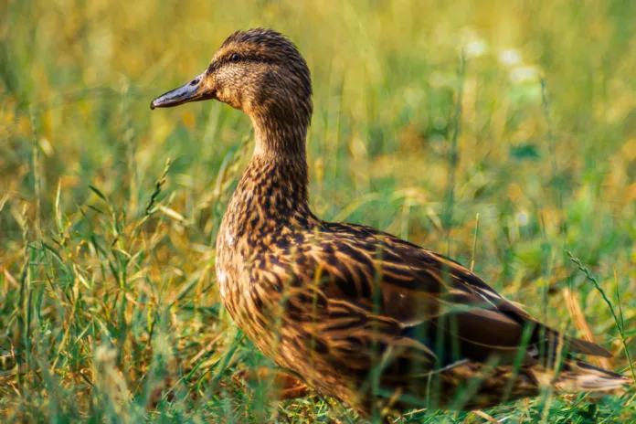 Female mallard duck (Anas platyrhynchos) standing in the meadow watching the sunset.