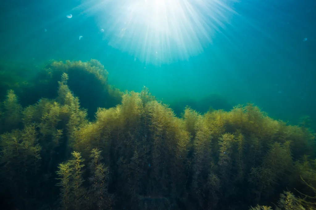 Forest of seaweed in Notojima island.