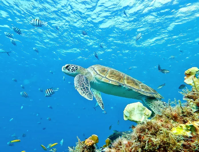 Green turtle in Barbados