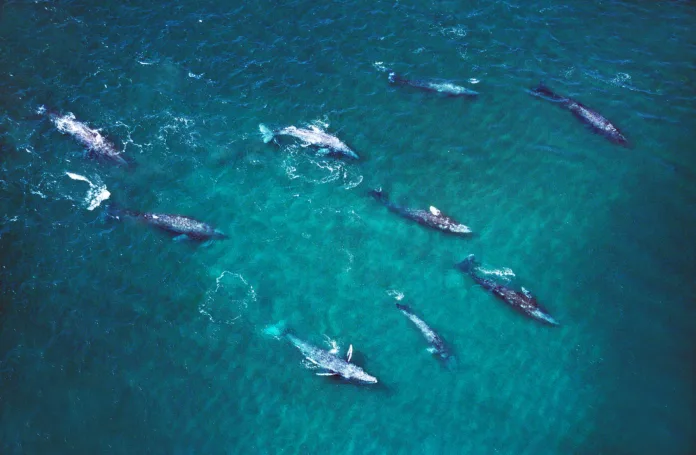 GREY WHALE eschrichtius robustus, GROUP, AERIAL VIEW, BAJA CALIFORNIA IN MEXICO