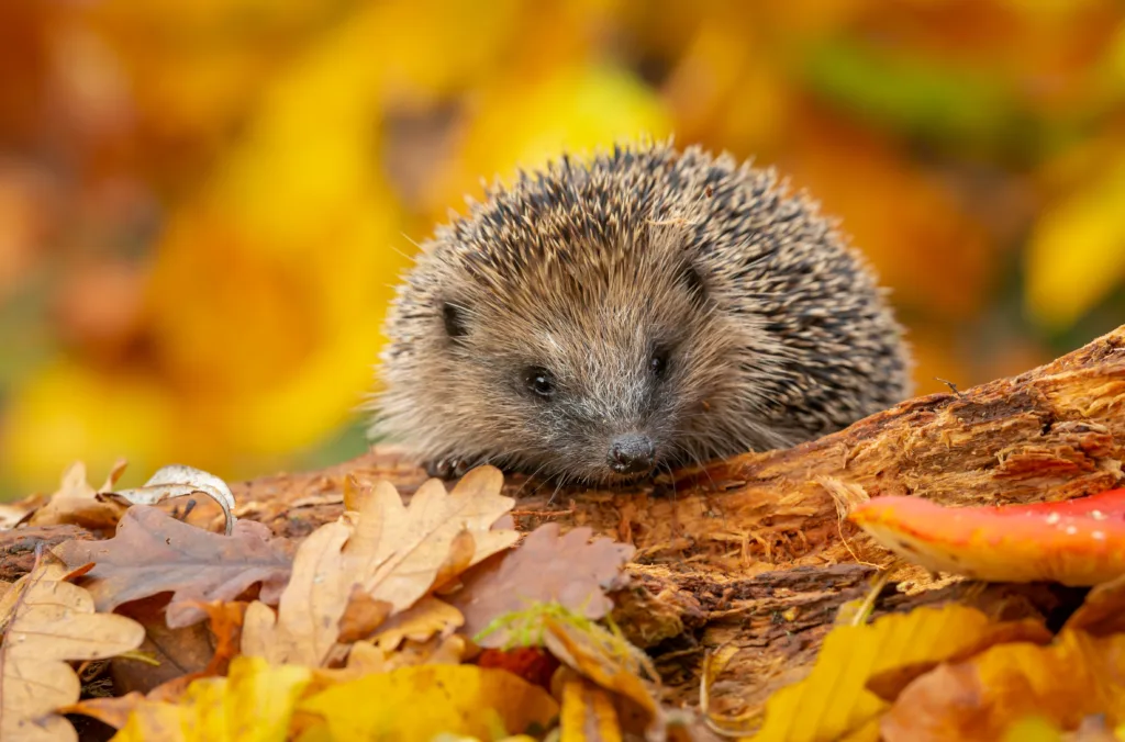 Hedgehog, (Scientific name: Erinaceus Europaeus) Wild, native, European hedgehog in Autumn foraging on a fallen log with colourful orange and yellow leaves. Horizontal. Space for copy.