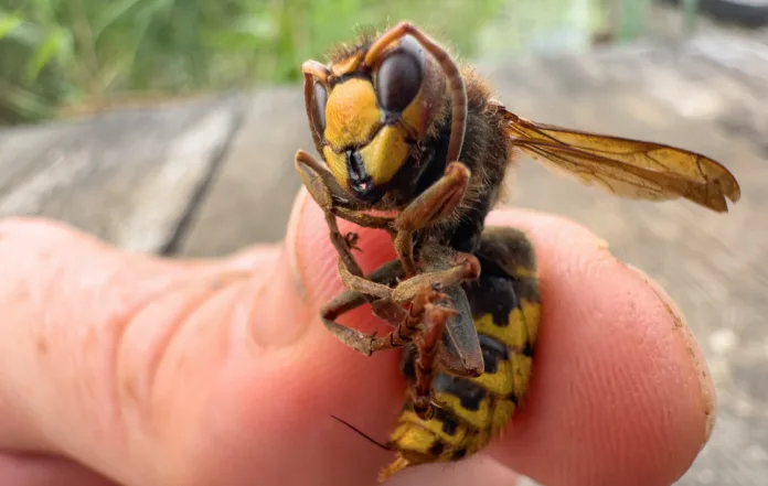 Hornet with sting on finger of a man's hand. Dangerous insect of the family of wasps and bees. Hornet sting.