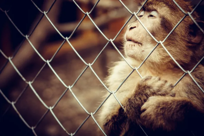 Lonely monkey sitting behind the cage