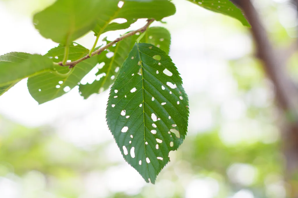 look like Tasty leaves will vary to result cheese