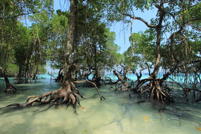 Mangrove trees growing at Havelock beaches, Andaman Islands, India.