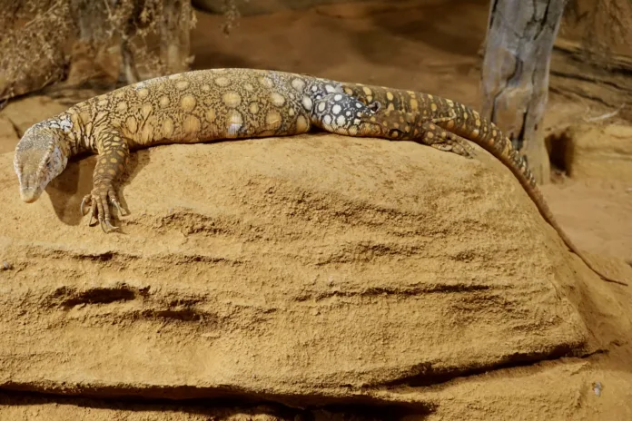 Perentie (Varanus gigantus)