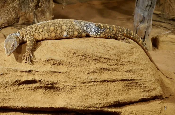 Perentie (Varanus gigantus)