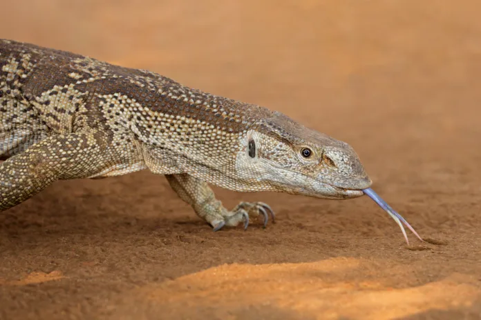 Portrait of a rock monitor (Varanus albigularis), Kruger National Park, South Africa